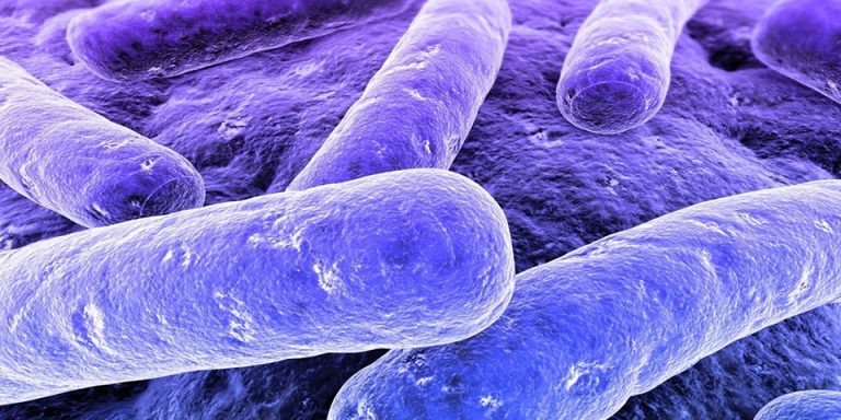 Como funciona a bactéria para fossa?
